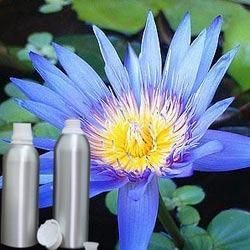 Blue Lotus Absolute Oil 