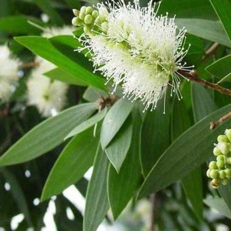 CAJUPUT OIL ESSENTIAL OIL BULK