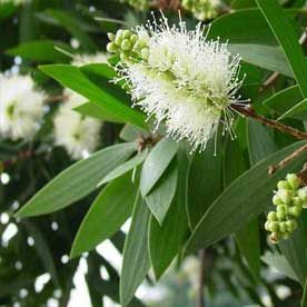 CAJUPUT OIL ESSENTIAL OIL BULK