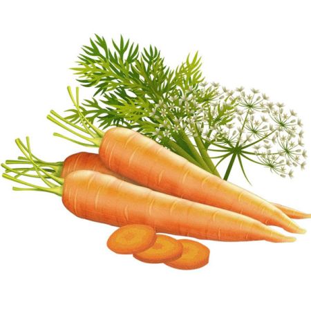 CARROT SEED OIL
