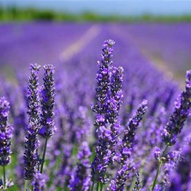 LAVENDER OIL Essential oil bulk