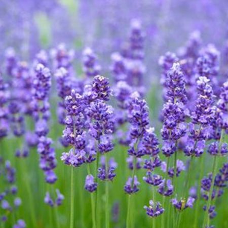 LAVENDER ABSOLUTE