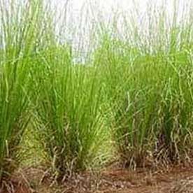 VETIVER OIL(SOUTH INDIA)