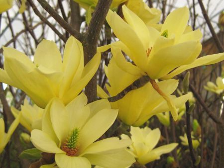YELLOW MAGNOLIA ABSOLUTE