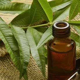 TEA TREE OIL ESSENTIAL OIL BULK