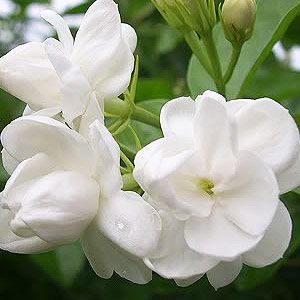 Ambari Hina Attar