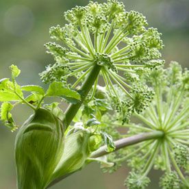 ANGELICA ROOT OIL