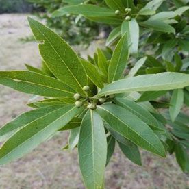 BAY LEAF OIL