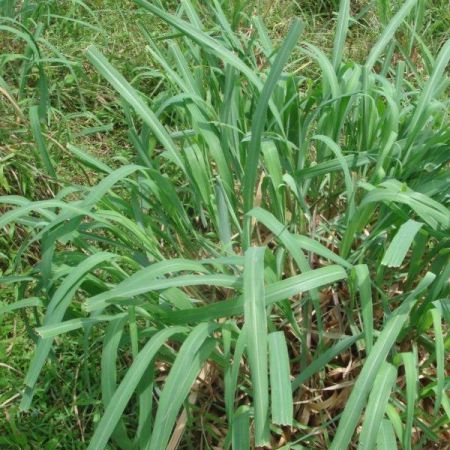CITRONELLA OIL JAVA