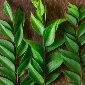 CURRY LEAF OIL