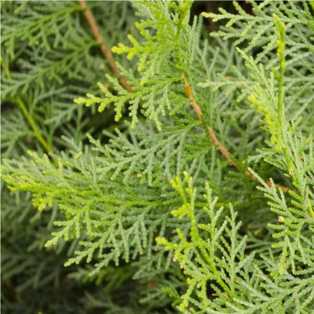CYPRESS OIL