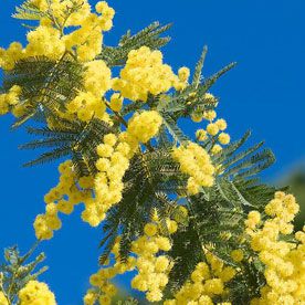 MIMOSA ABSOLUTE OIL 