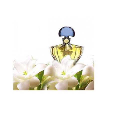 Motia Attar