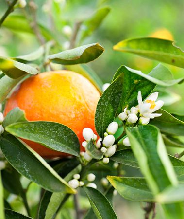 ORANGE BLOSSOM ABSOLUTE OIL 