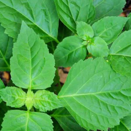 PATCHOULI OIL
