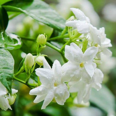 JASMINE GRANDIFLORUM ABSOLUTE OIL 