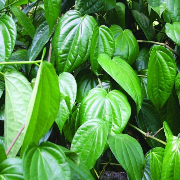 betel-leaf-oil