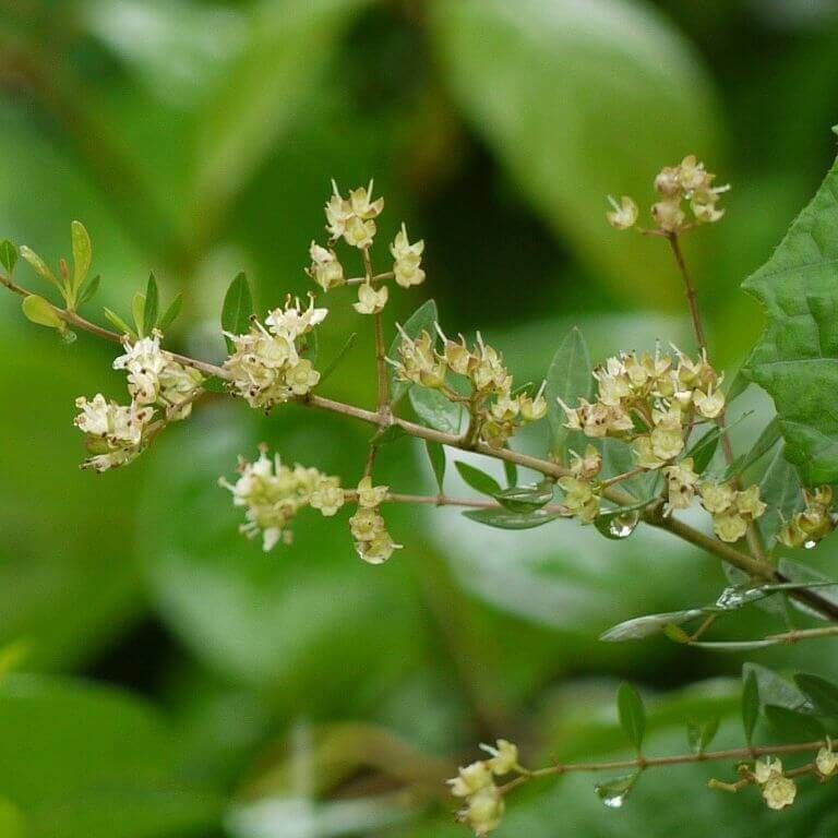 oud hindi perfume