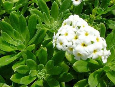 AMBARI HINA ATTAR