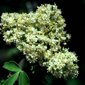 AMYRIS OIL