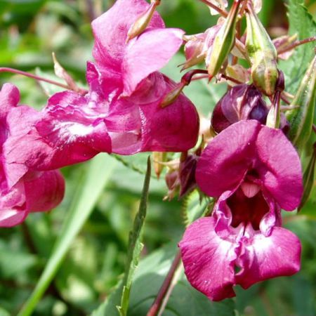BALSAM OIL