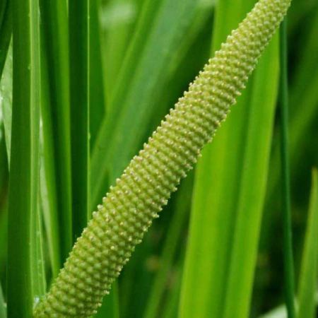 CALAMUS OIL