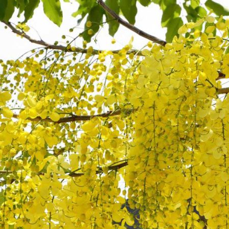 CASSIA OIL