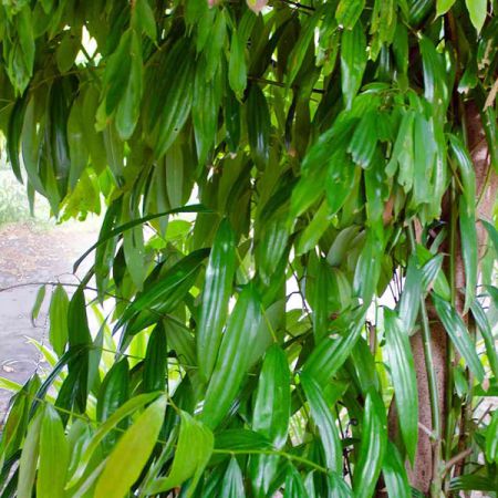 CINNAMON LEAF OIL