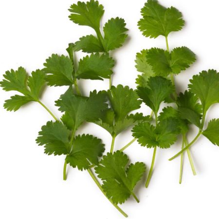CORIANDER OIL