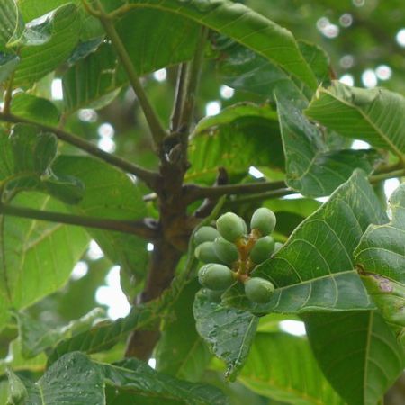 ELEMI PURE OIL
