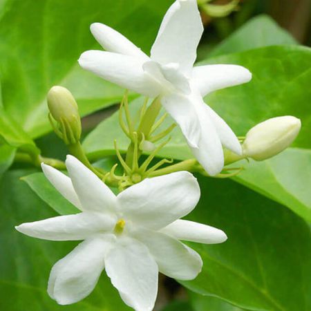JASMINE WATER