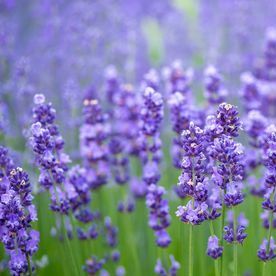 LAVENDER ABSOLUTE