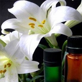 LILY ABSOLUTE OIL 