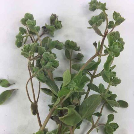MARJORAM OIL