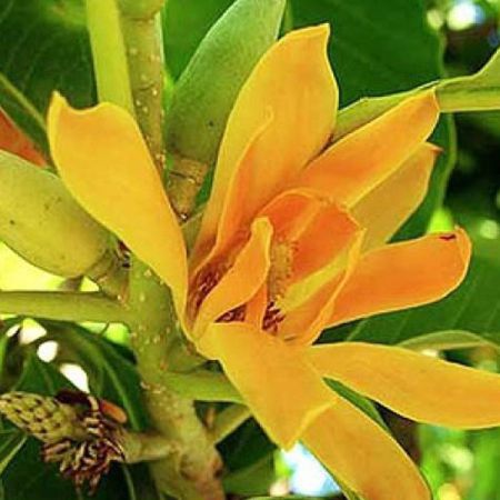 NAG CHAMPA FRAGRANCE OIL