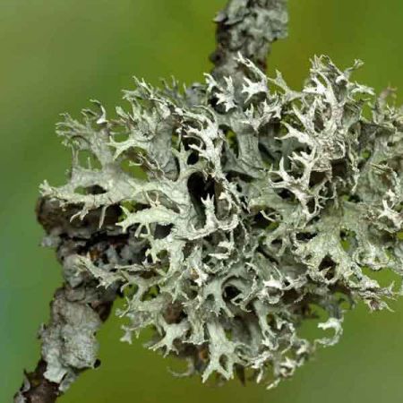 OAKMASS OIL