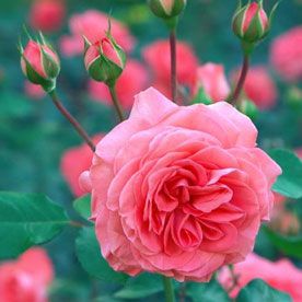 TEA ROSE ABSOLUTE OIL 