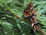 THUJA WOOD OIL