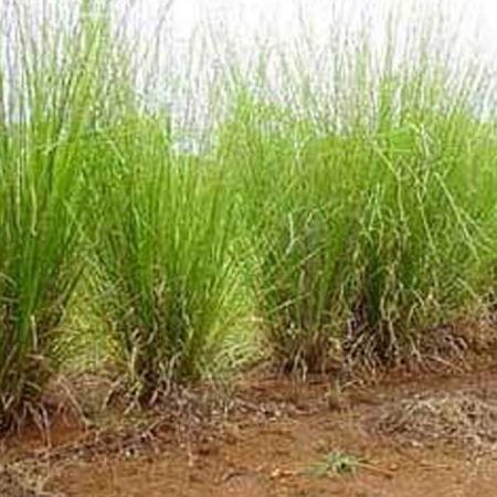 VETIVER WATER