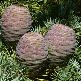 ATLAS CEDAR OIL 