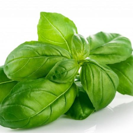 BASIL OIL