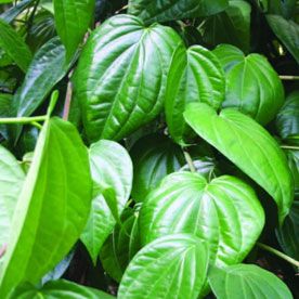 Betel Leaf Oil 