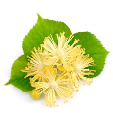 LINDEN BLOSSOM ABSOLUTE OIL 