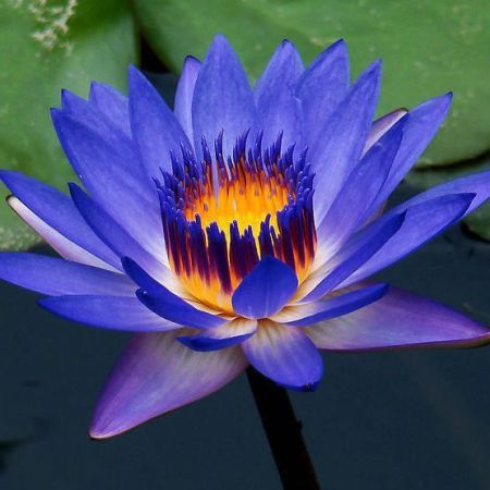 BLUE LOTUS ABSOLUTE OIL 