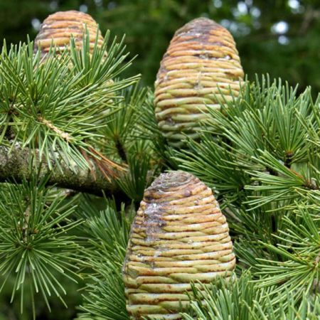 CEDARWOOD HIMALAYAN OIL