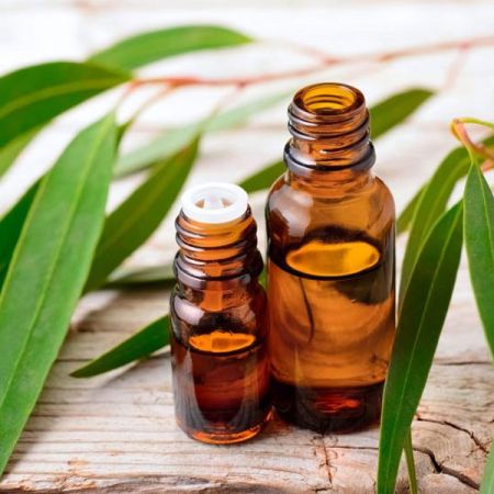 EUCALYPTUS OIL 