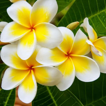 FRANGIPANI ABSOLUTE OIL