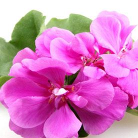 GERANIUM OIL
