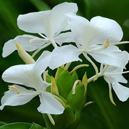 GINGER LILY ABSOLUTE OIL 