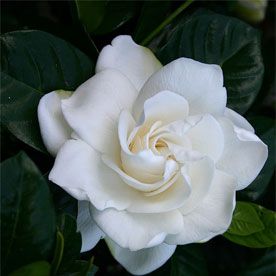 GARDENIA